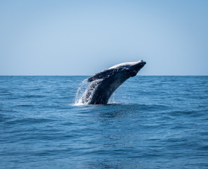 Whale breaching 