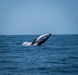 Obraz premium Breaching calf whale