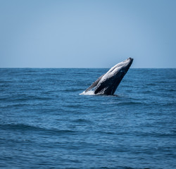 Obraz premium Calf whale breaching