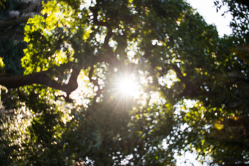 rays of sun in the forest
