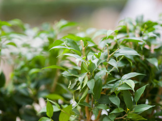 Tender green leaves of a plant close-up. Theme of plants, green nature
