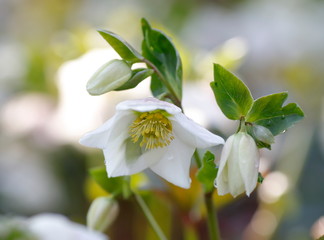 クリスマスローズ