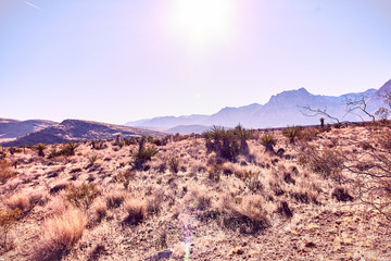 Nevada Desert Landscape