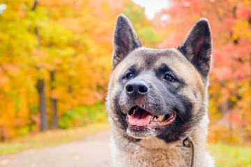 Akita breed dog on a walk in the autumn park. Beautiful fluffy dog. American Akita.