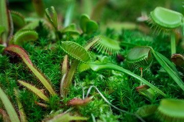 Venus Fly Traps