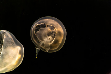 Jellyfish swim in the aquarium