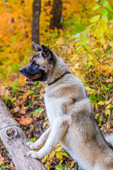 Akita breed dog on a walk in the autumn park. Beautiful fluffy dog. American Akita.