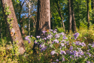 flowers and trees in the forest