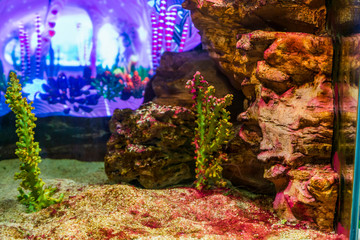 A beautiful coral reef aquarium