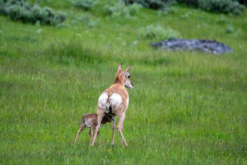 newborn pronghorn antelope and mother in Lamar Valley Yellowstone National Park 