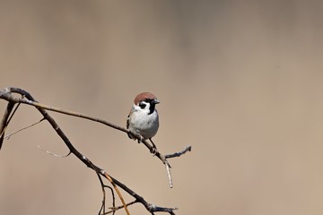 陽だまりでくつろぐスズメ