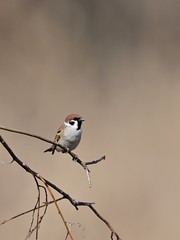 陽だまりでくつろぐスズメ
