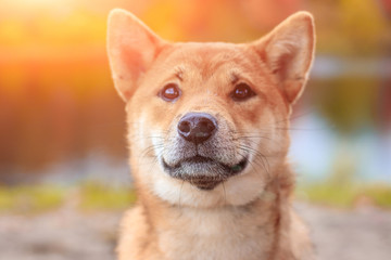 Shiba dog on a walk in the autumn park. Beautiful fluffy dog. .