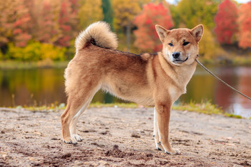 Naklejka na ściany i meble Shiba dog on a walk in the autumn park. Beautiful fluffy dog. .