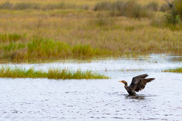 Double-Crested Cormorant taking flight from a lagoon at Merritt Island National Wildlife Refuge on the East coast of Florida (USA).
