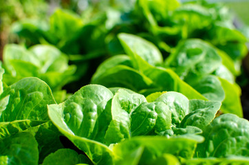 Fresh butter lettuce background