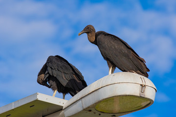 Black Vultures keep vigil for a meal at Merritt Island National Wildlife Reserve on the East coast of Florida.