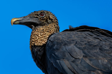 A Black Vulture keeps vigil for a meal at Merritt Island National Wildlife Reserve on the East coast of Florida.