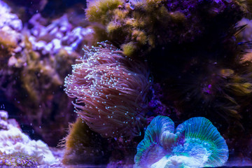 Marine ecosystem background on a coral reef