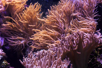 Plakat Marine ecosystem background on a coral reef