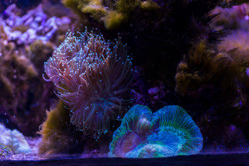 Marine ecosystem background on a coral reef