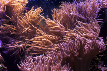 Plakat Marine ecosystem background on a coral reef