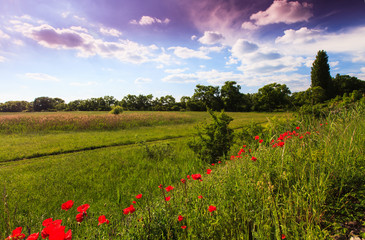 Beautiful pastoral scenery in early summer, with wild red poppy flowers along old railroad track