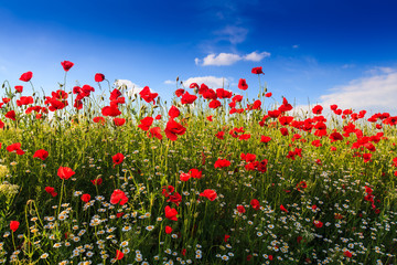 Rural fields in summer, with beautiful blooming wild red poppy flowers
