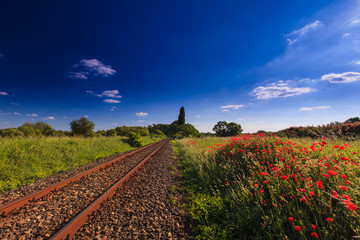 Wild red poppy flowers in remote rural area, along an old scenic railroad
