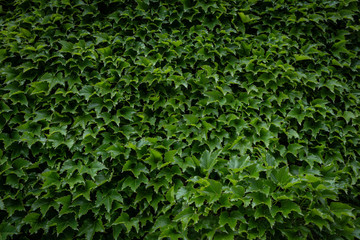 Green leaves wall of shrub climbing and the vines are covering the wall of fence outside the  house for decoration.