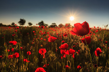 Plakat Rural fields in summer, with beautiful blooming wild red poppy flowers