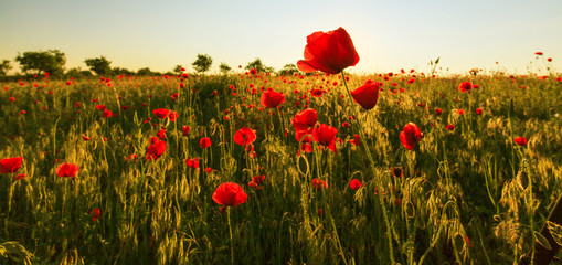 Rural fields in summer, with beautiful blooming wild red poppy flowers