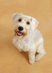 白いテリア犬