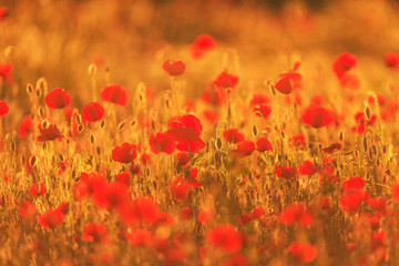 Rural fields in summer, with beautiful blooming wild red poppy flowers