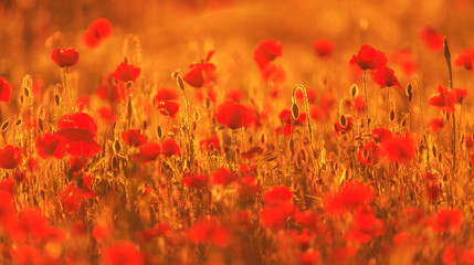 Obraz premium Wiejskie pola latem, z pięknymi kwitnącymi dzikimi czerwonymi kwiatami maku