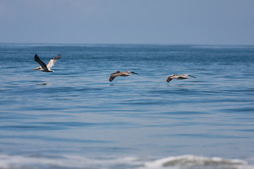 Birds on the sea, Pacific coast of Ecuador
