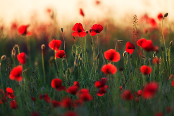 Fototapeta premium Wild red poppies at sunset, in a remote rural field in Eastern Europe