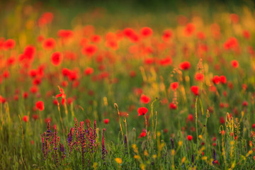 Fototapeta na wymiar Rural fields in summer, with beautiful blooming wild red poppy flowers