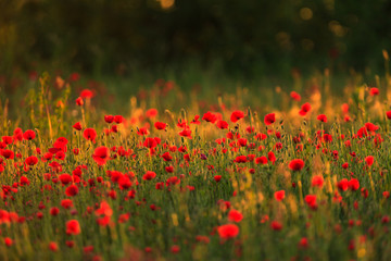 Fototapeta na wymiar Rural fields in summer, with beautiful blooming wild red poppy flowers