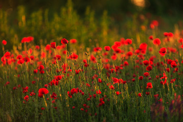 Rural fields in summer, with beautiful blooming wild red poppy flowers
