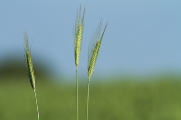 Fototapeta premium Rural scenery with green fields of wheat and rice, in early summer