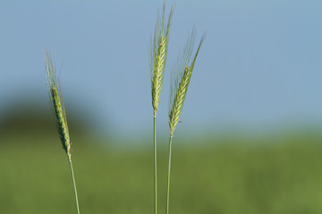 Rural scenery with green fields of wheat and rice, in early summer