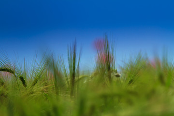 Rural fields in summer, with beautiful blooming wild red poppy flowers