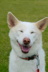 笑う白い犬