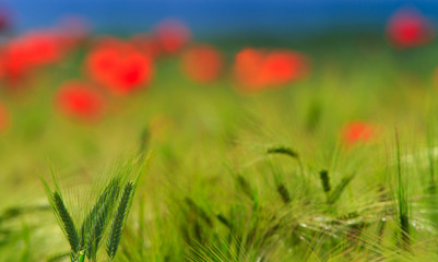 Rural fields in summer, with beautiful blooming wild red poppy flowers