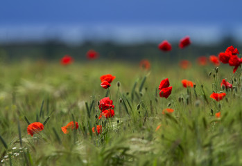 Rural fields in summer, with beautiful blooming wild red poppy flowers