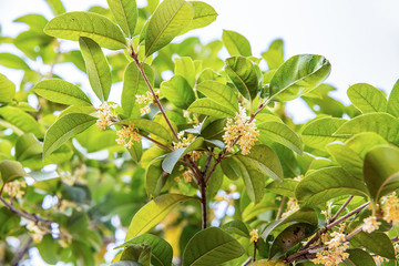 Osmanthus fragrans blooming in autumn osmanthus tree