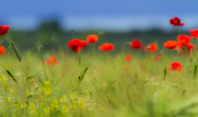 Rural fields in summer, with beautiful blooming wild red poppy flowers