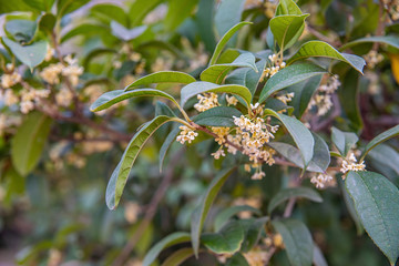 Osmanthus fragrans blooming in autumn osmanthus tree
