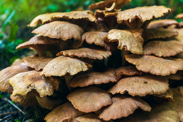 Large group of wild mushrooms